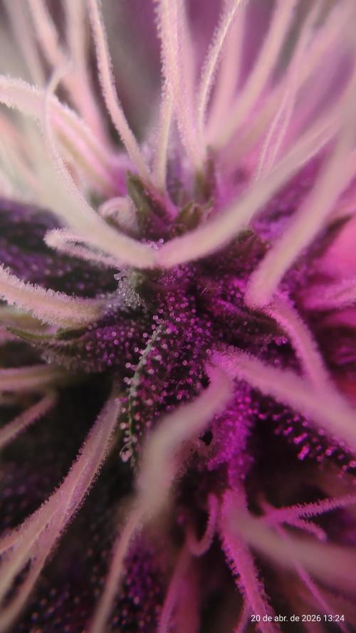 Skittles Pie. Week 14