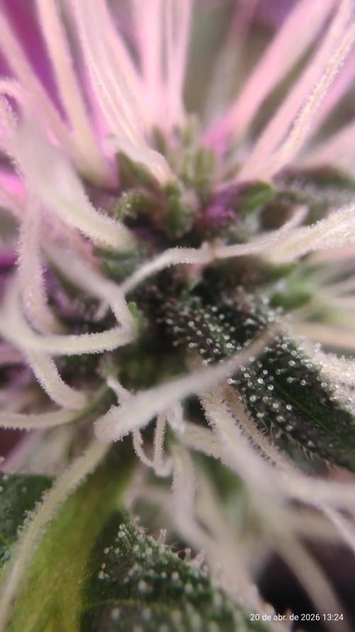 Skittles Pie. Week 14