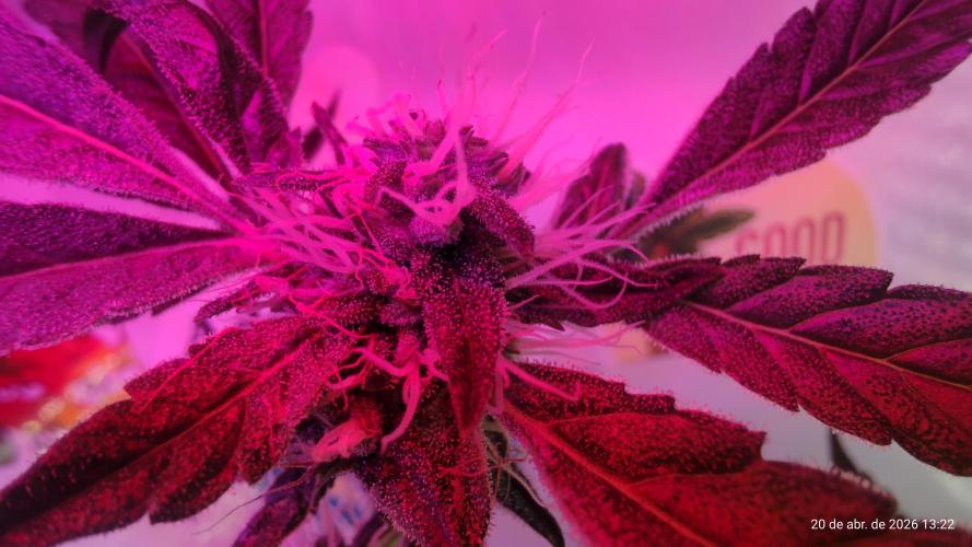 Skittles Pie. Week 14