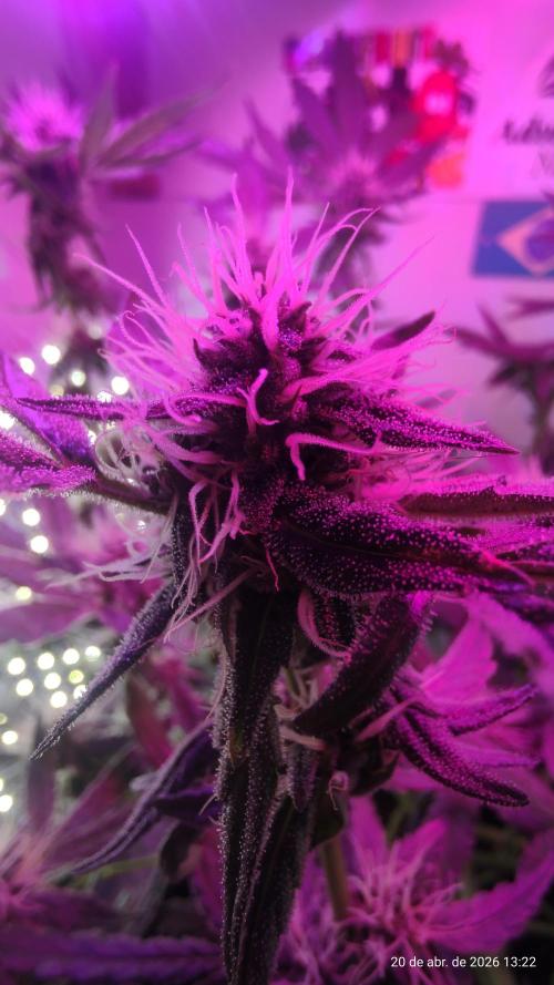 Skittles Pie. Week 14