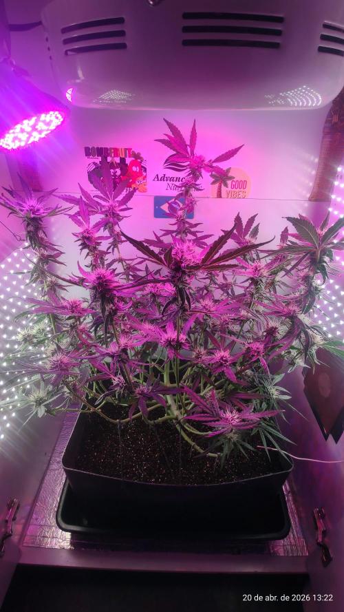 Skittles Pie. Week 14