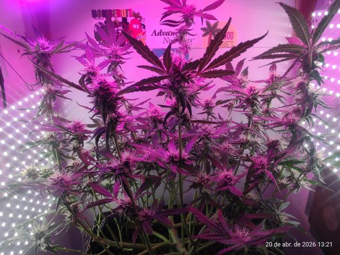 Skittles Pie. Week 14