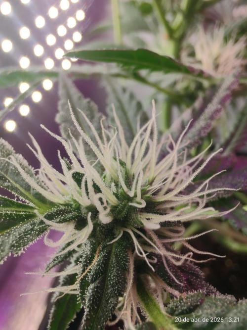 Skittles Pie. Week 14