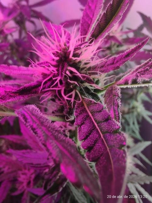 Skittles Pie. Week 14
