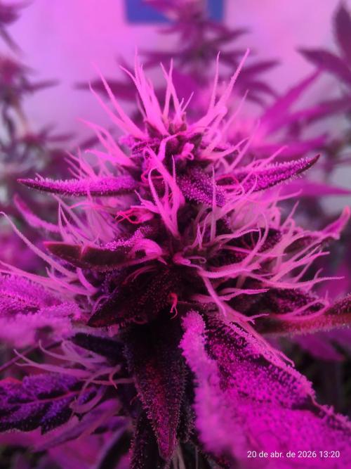 Skittles Pie. Week 14
