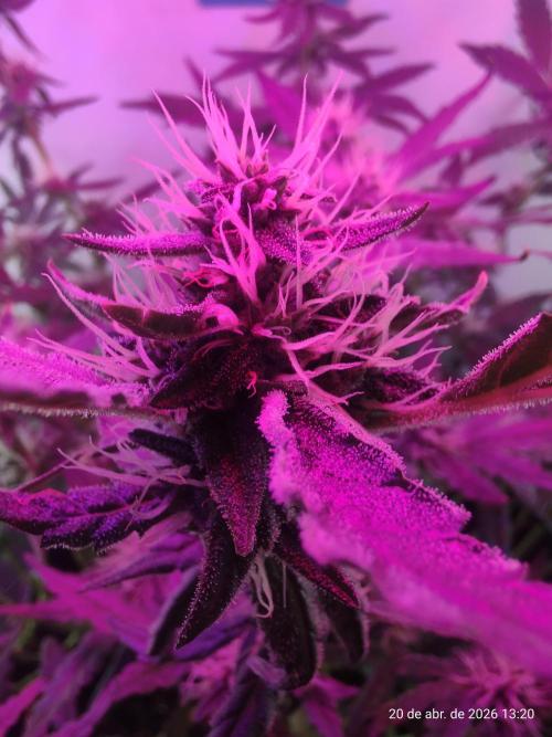 Skittles Pie. Week 14