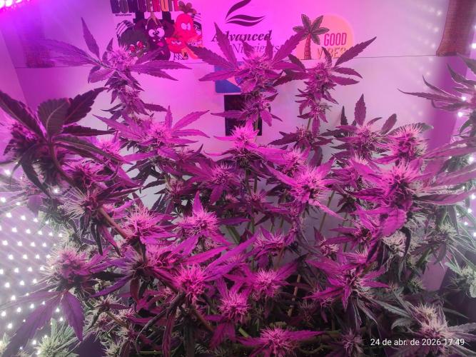 Skittles Pie. Week 14
