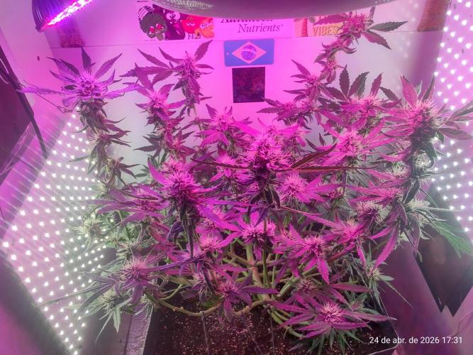 Skittles Pie. Week 14