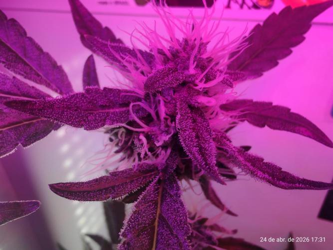 Skittles Pie. Week 14
