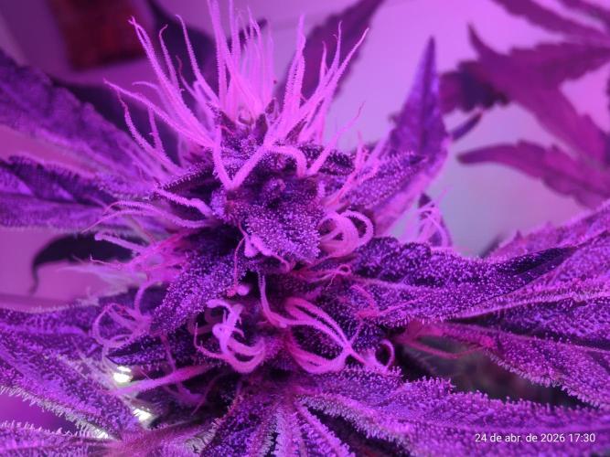 Skittles Pie. Week 14