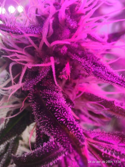Skittles Pie. Week 14