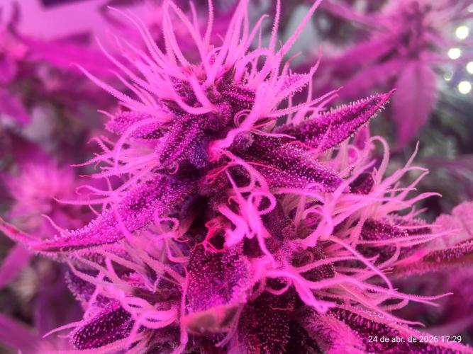 Skittles Pie. Week 14