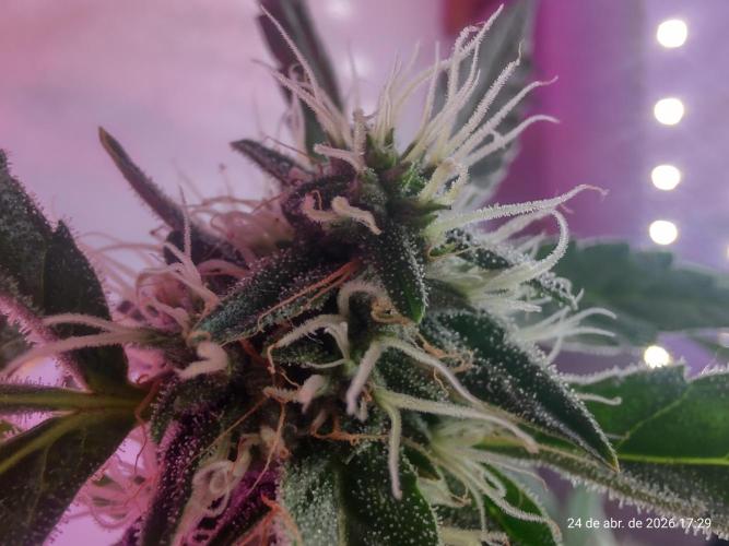Skittles Pie. Week 14