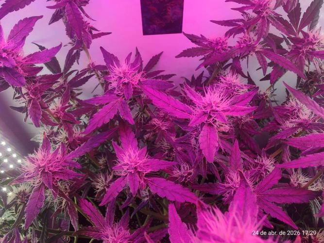 Skittles Pie. Week 14