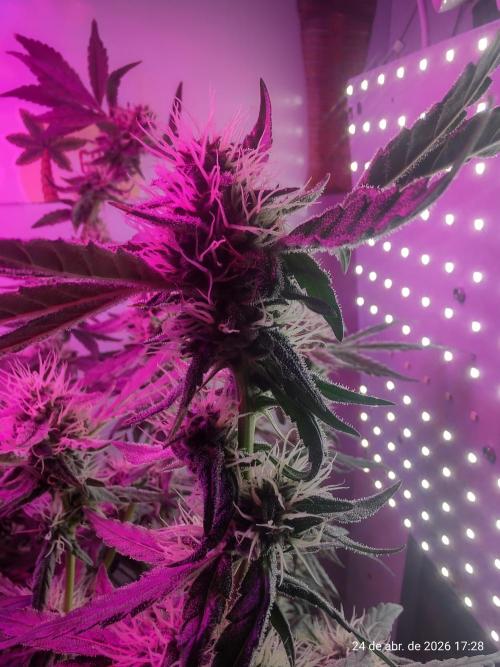 Skittles Pie. Week 14
