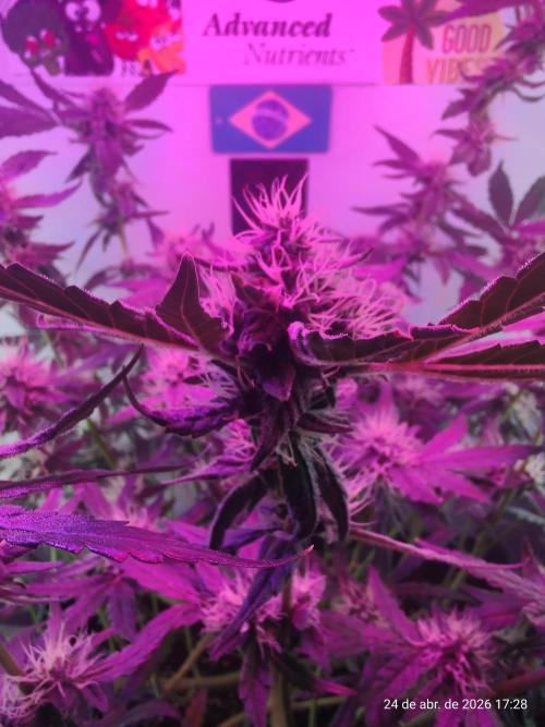 Skittles Pie. Week 14