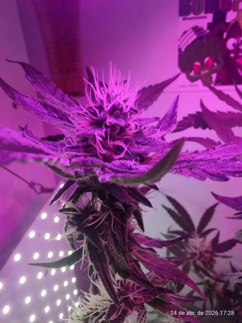Skittles Pie. Week 14