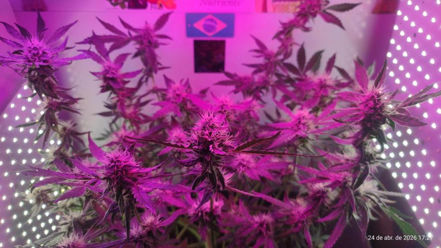 Skittles Pie. Week 14