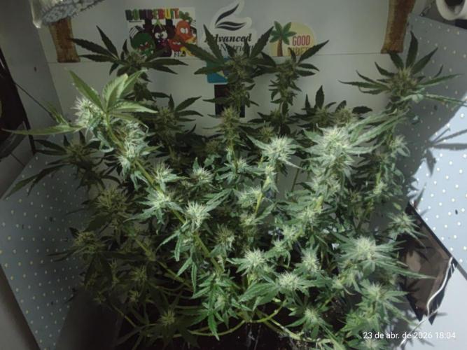 Skittles Pie. Week 14