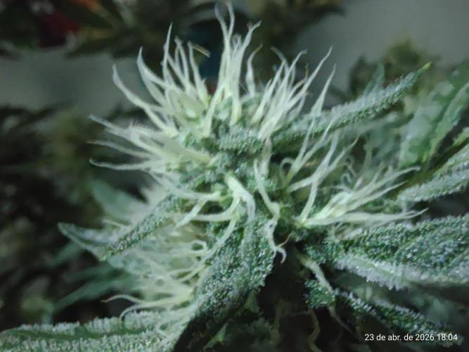 Skittles Pie. Week 14
