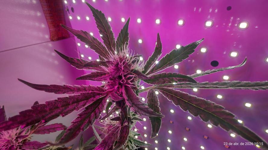 Skittles Pie. Week 14