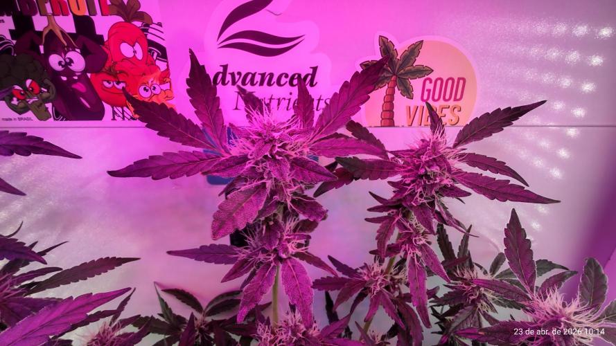 Skittles Pie. Week 14
