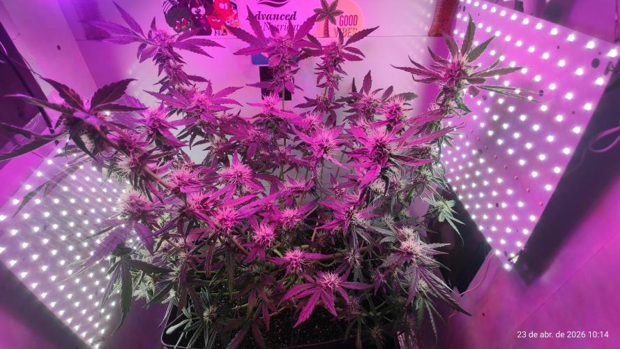 Skittles Pie. Week 14