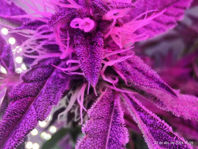 Skittles Pie. Week 14