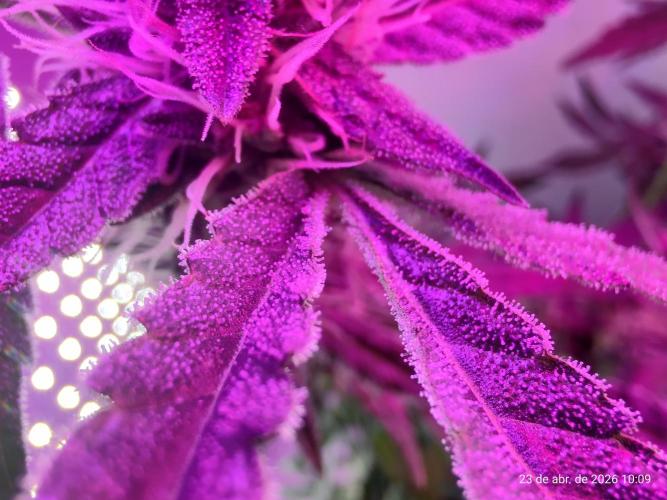 Skittles Pie. Week 14