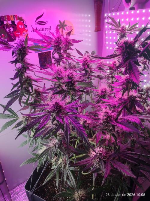 Skittles Pie. Week 14