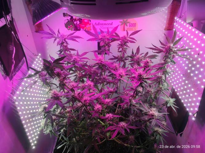 Skittles Pie. Week 14