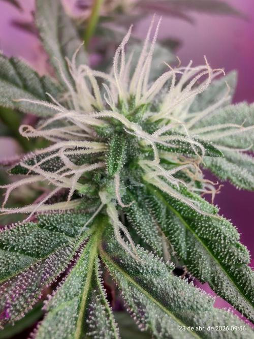 Skittles Pie. Week 14