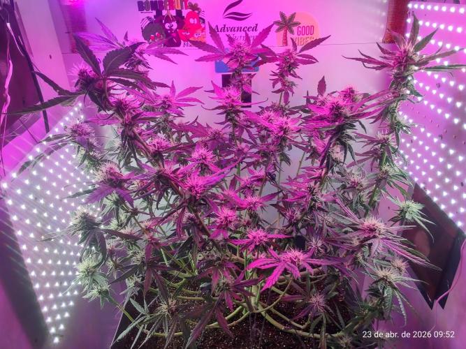 Skittles Pie. Week 14