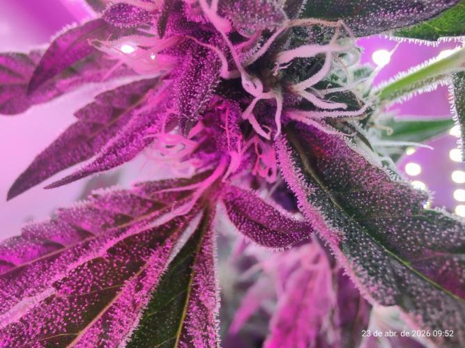 Skittles Pie. Week 14