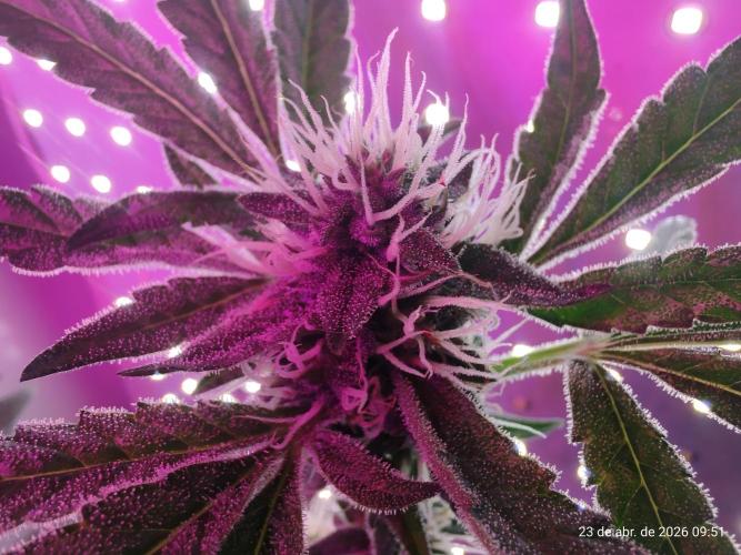 Skittles Pie. Week 14