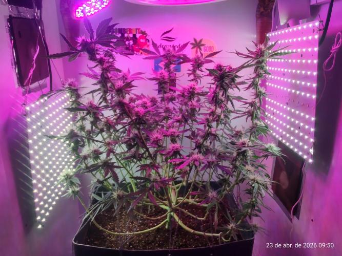 Skittles Pie. Week 14