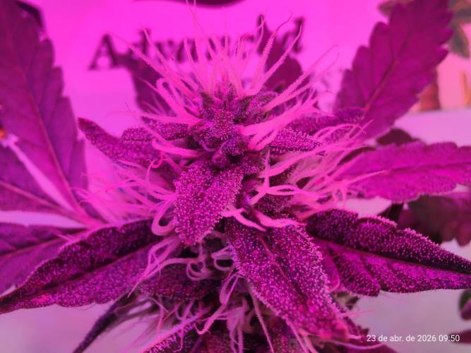 Skittles Pie. Week 14