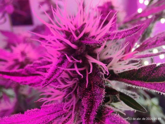 Skittles Pie. Week 14