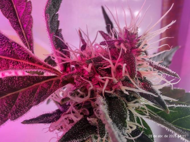 Skittles Pie. Week 15