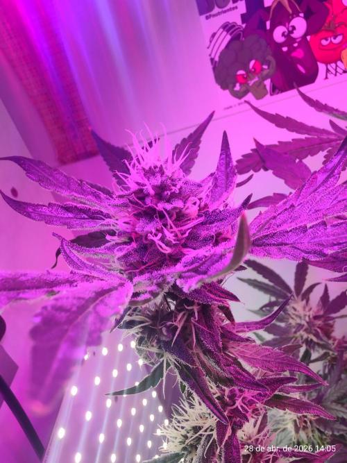 Skittles Pie. Week 15