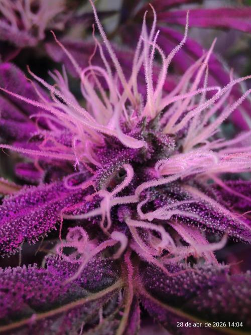 Skittles Pie. Week 15