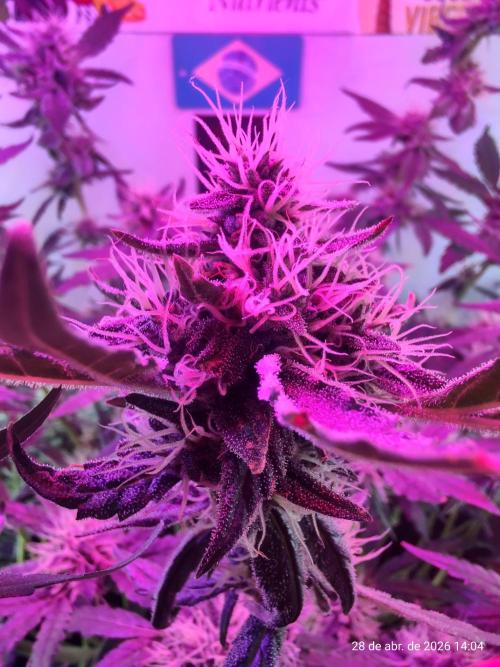 Skittles Pie. Week 15