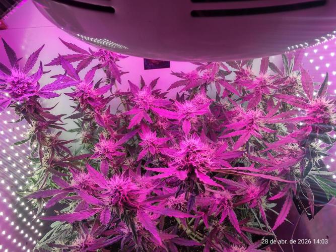 Skittles Pie. Week 15