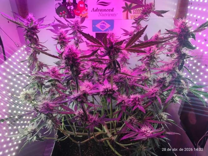 Skittles Pie. Week 15