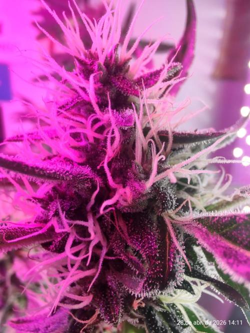 Skittles Pie. Week 15