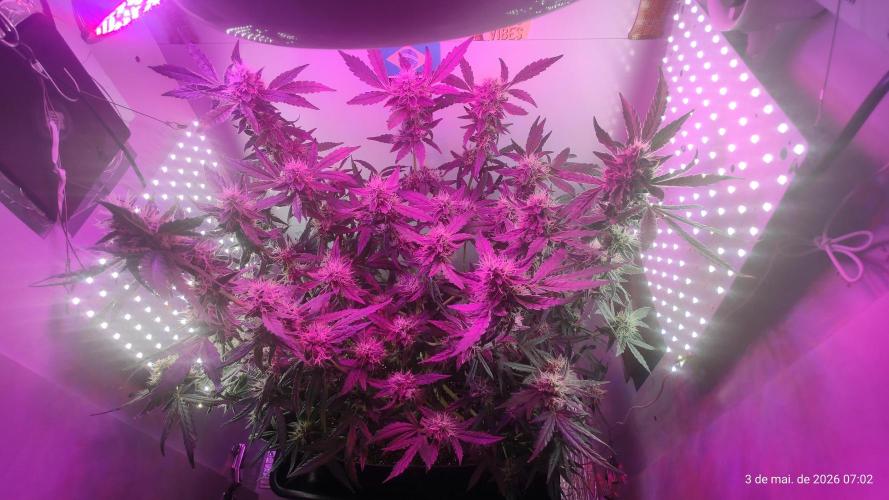 Skittles Pie. Week 15