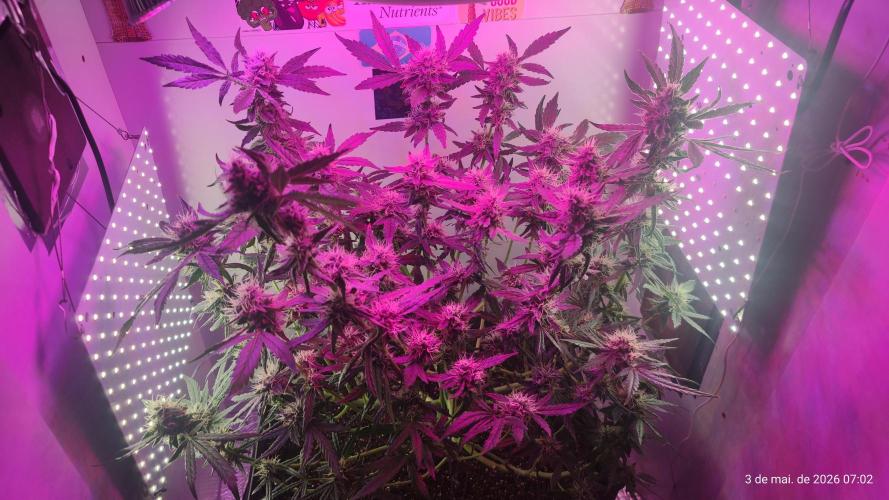 Skittles Pie. Week 15