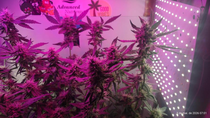 Skittles Pie. Week 15