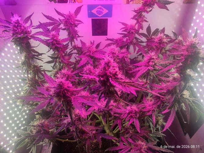 Skittles Pie. Week 16