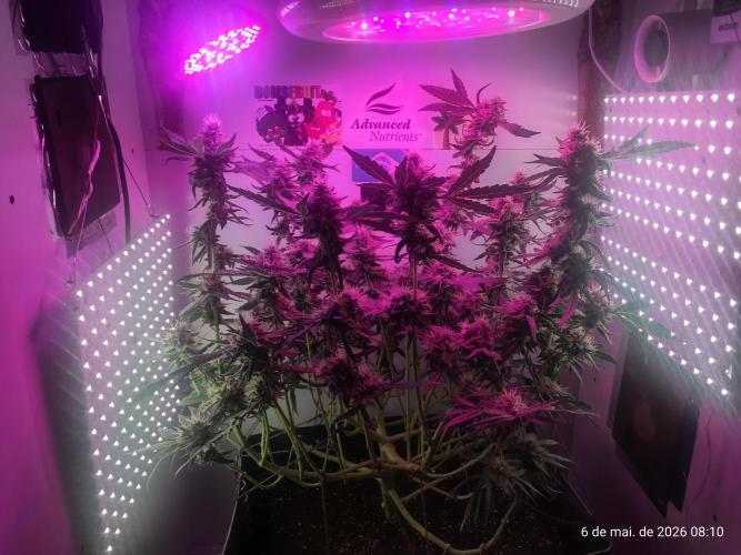 Skittles Pie. Week 16